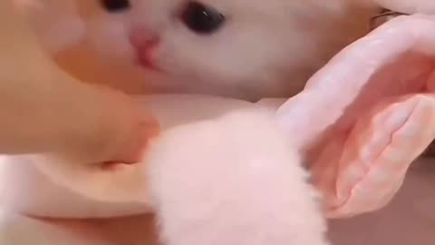 VERY CUTE CATS SHORT VEDIO