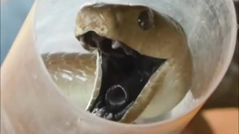Black Mamba | The Deadliest Snake On Earth
