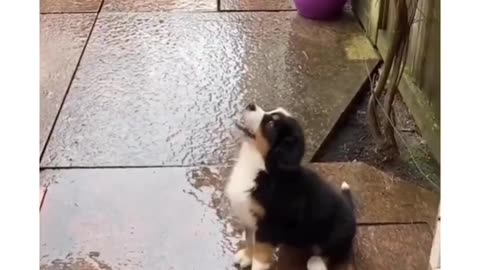 Puppy sees rain for the first time