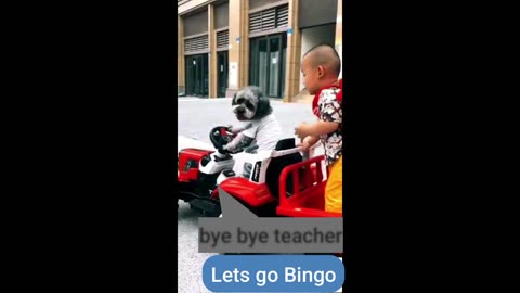 Dog Bring Children at School