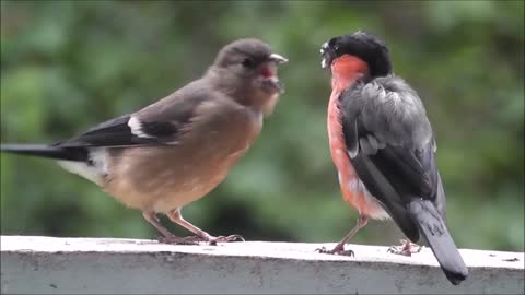 Supreme birds song and feeding