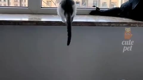 Cute cat actions 🥰🥰😍😍