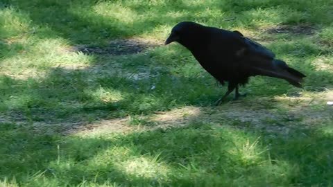 A beautiful crow bird is hangery and surching food and water