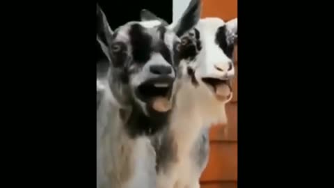 New Funny Animals 😂 Funniest Cats and Dogs Videos 😺🐶