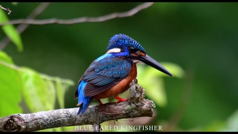 World's Small Birds with Names and Sounds.