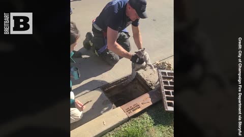 YOU GOT TO BE KITTEN ME! Firefighter Rescues Kitten from Storm Drain