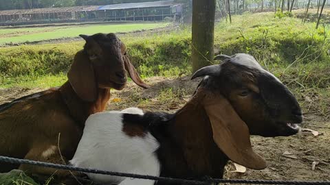 Goat family