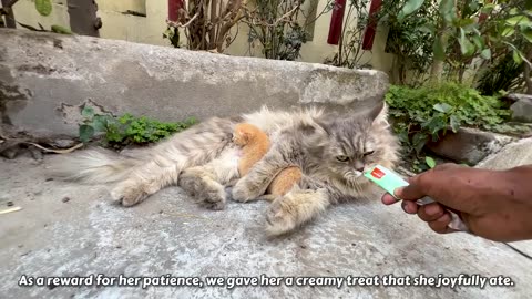 A Crying Mother Cat Brough her dying kitten to a man. Just unbelievable!