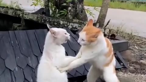 Funny cat video