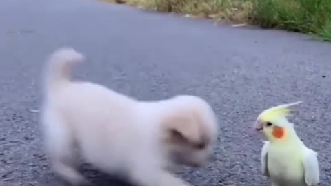 Little Puppy Playing With Parrot