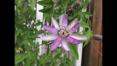 Growing With Passion Passion Flower August 2022