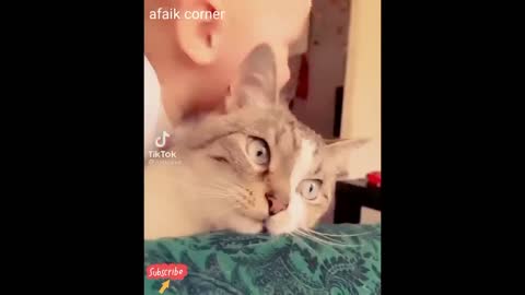 Funniest Animals 2022 😂 Funniest Cats and Dogs 😺🐶
