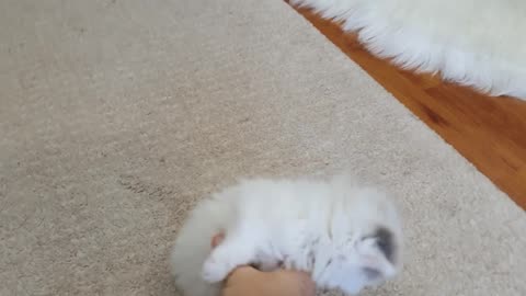 Amazing kitten enjoys bath.