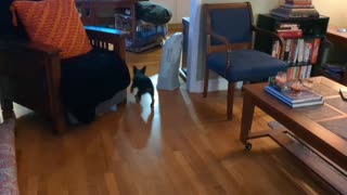 Dog Chasing Super Ball and Barking