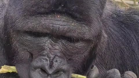 A chimpanzee is peeling a piece of wood and eating it.