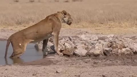 Lion vs wild Dogs