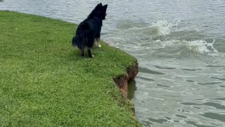 Capybaras Dive Away From Barking Dog