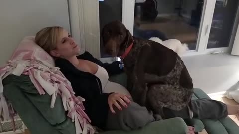 Dog loves his mommy_ - German Shorthaired Pointer kissing_licking and being a lap dog_(360P