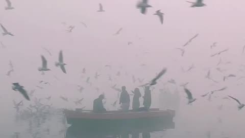 Birds in the ocean around the boat