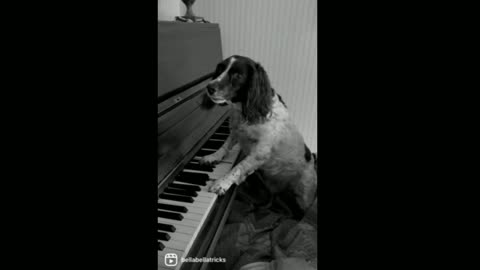 Dog plays a spooky tune on the piano