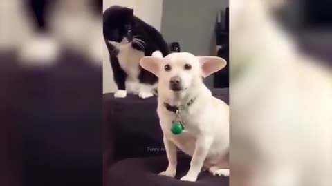 Funny Dog