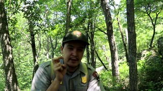 Catoctin Field Guide - Timber Rattlesnakes - Catoctin Mountain Park