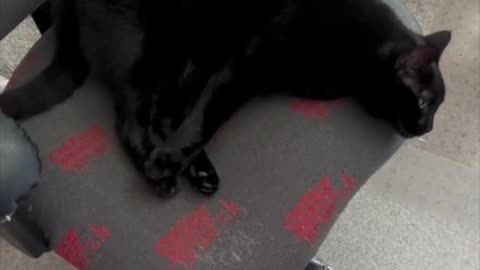 Adopting a Cat from a Shelter Vlog - Cute Precious Piper Sleeps Like a Jack Knife #shorts