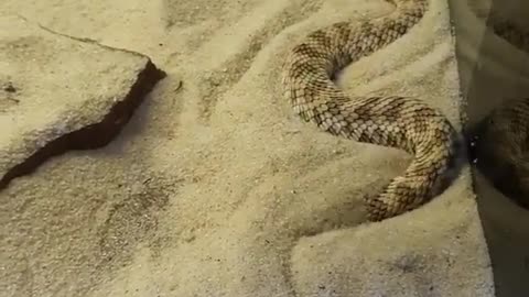 Rattle Snake hiding itself in Sand