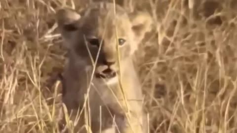 Brave Little Lion Escapes Playfully from a Gentle Elephant Friend!