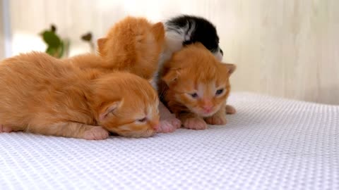 Lovely kittens 🐱 🐱 😊😊