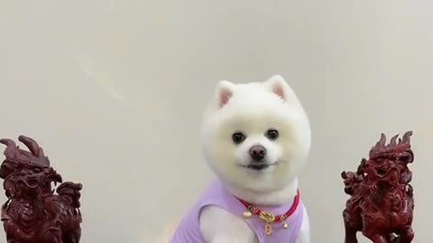 Dog-baby cute funny compilation 🐶 animals & pets tiktoks 🆕 [#dog home] 😊 #shorts