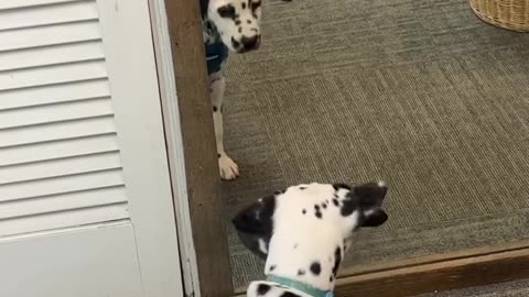 Dalmatian Puppy Discovers Mirror