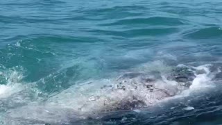 Gray Whale Surprise