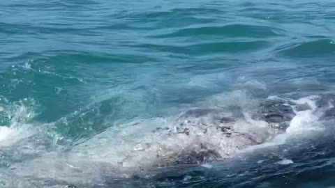 Gray Whale Surprise
