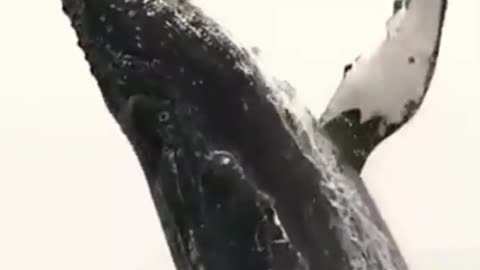 whale jump out of water