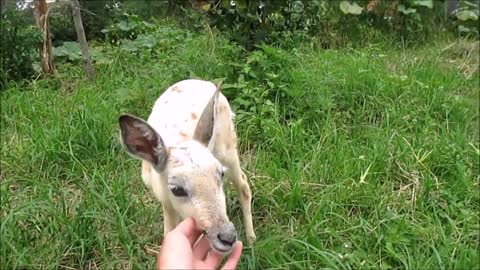 Rare leucistic baby impala