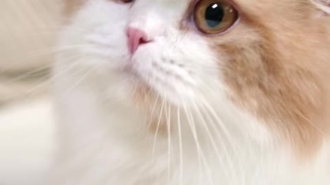 Cute cat video | Innocent cat |