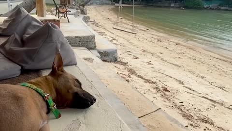 The dog lies on the beach with pleasure