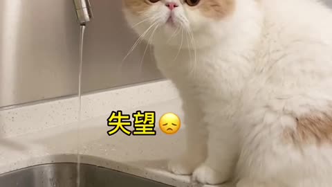 China's cute pet