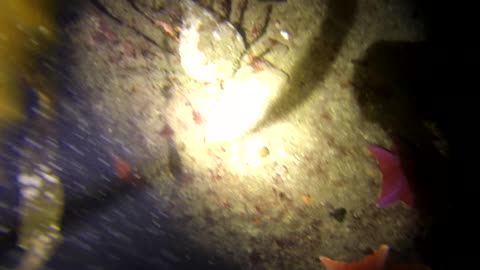 Crabs in Monterey Bay Night Dive