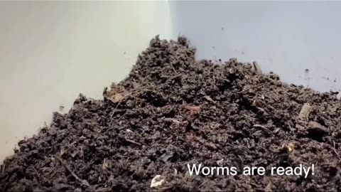 Earthworms Care Guide in Under A Minute