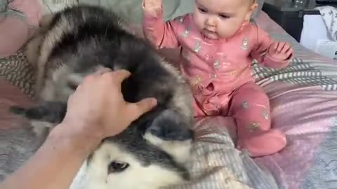 Scared Baby Refuses To Sleep In Her BIG Bed Without Her Husky!!😭. [CUTEST VIDEO EVER!!]