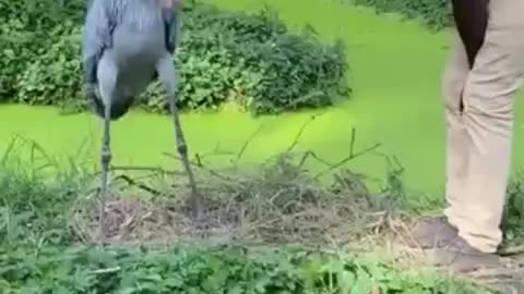 Shoebill