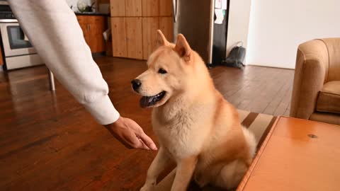 Dog Shaking Hands With The Boss