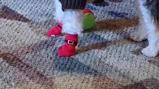 Puppy dog doesn't like x-mas socks