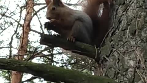 Squirrel nibbles nuts Russia beautiful