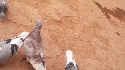 Breeding wild pigeons at home🥰