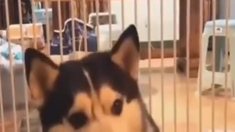 Dog reaction. Funny dog face reaction