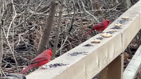 Male Cardinals