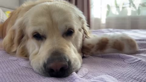 Tiny Kitten Demands Attention from Golden Retriever [Cuteness Overload]